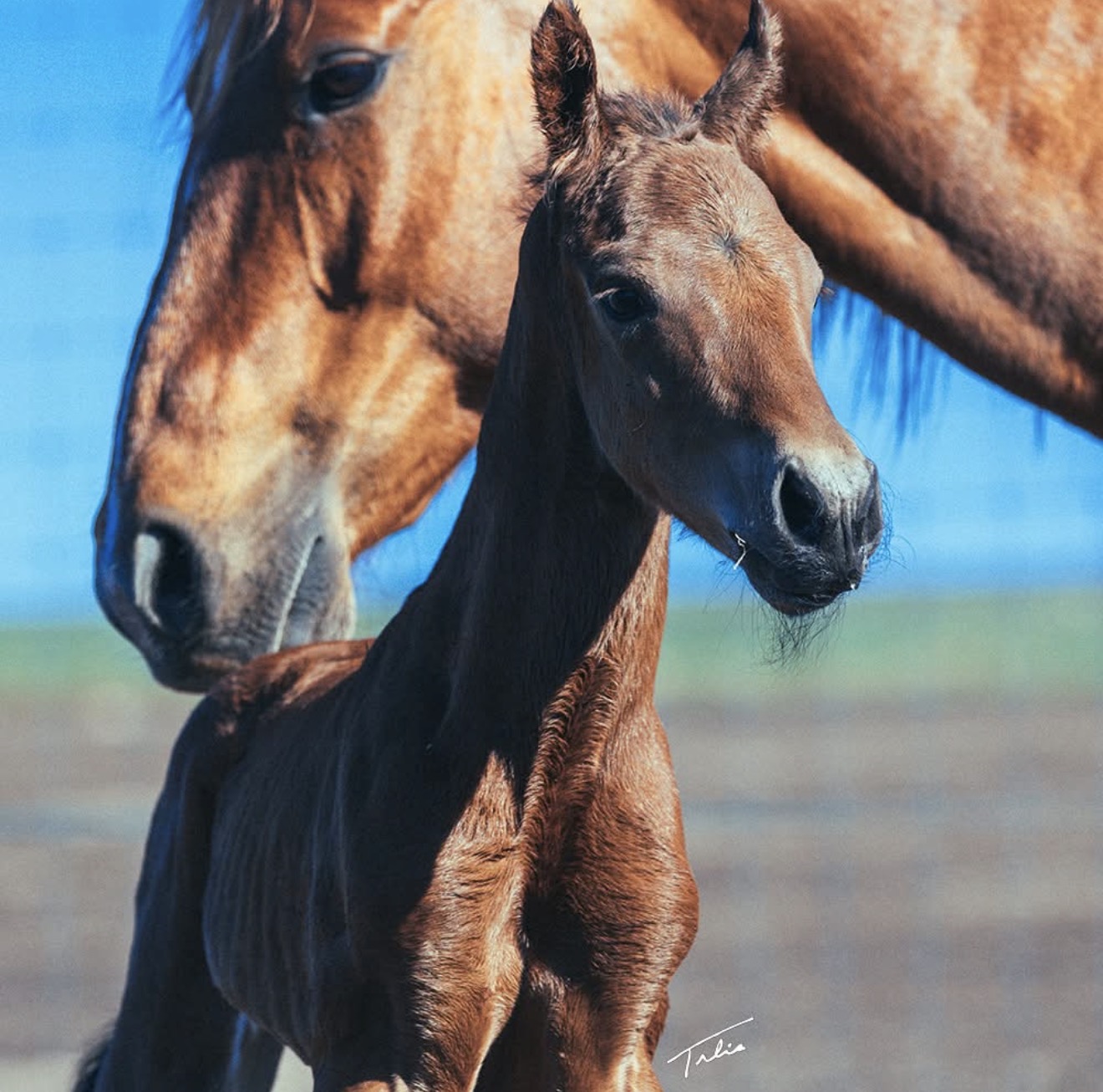 A young foal standing close to its mare