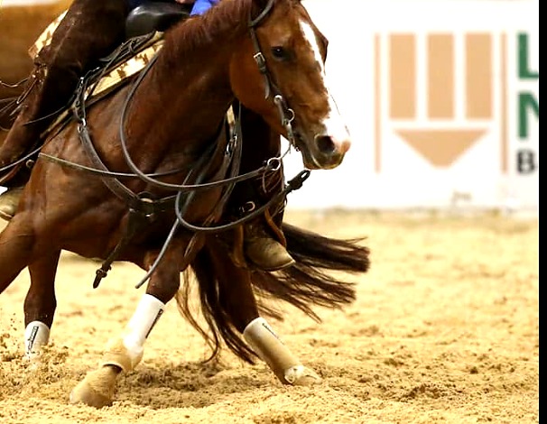 Reymanda, Lettie, turning in the show pen