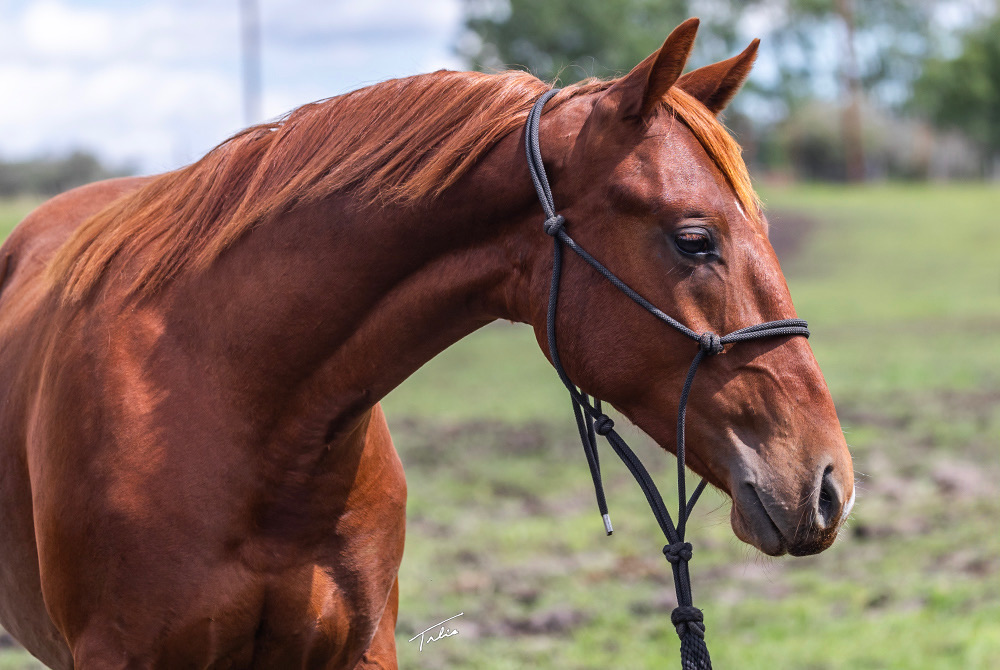 Chestnut horse wearing a rope halter outdoors