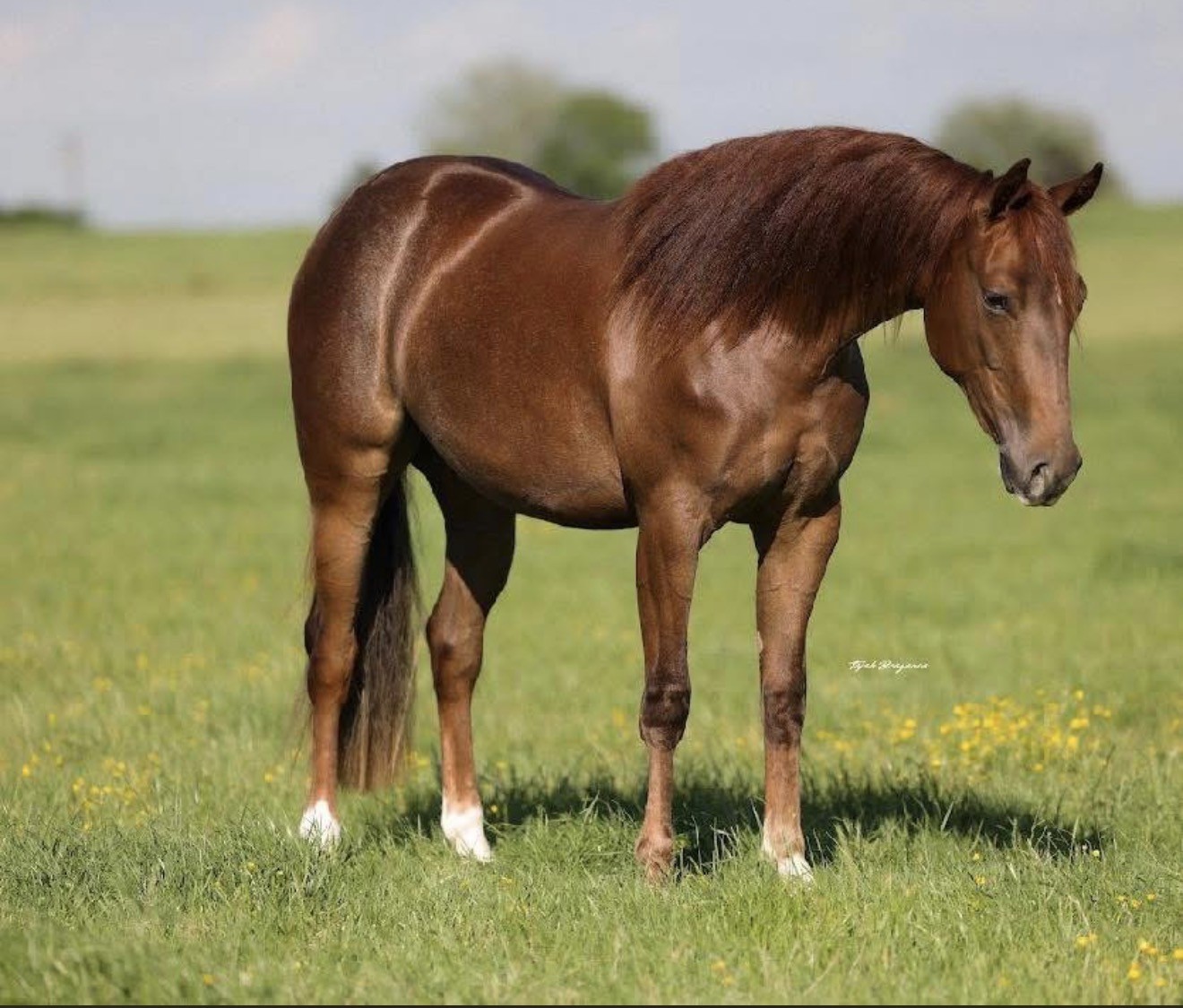 Rolo, Shes A Rollz, standing in the pasture