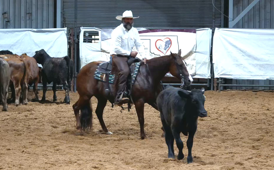 Derek and Lettie working a black cow in the show pen